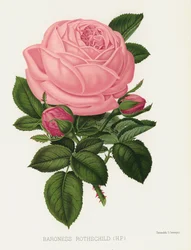 De Rozen Tuin: Barones Rothschild